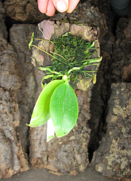 Phalaenopsis modesta.jpg