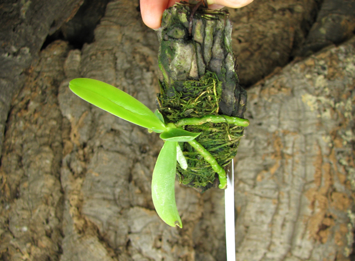 Phalaenopsis cornu cervi var thalebanii.jpg