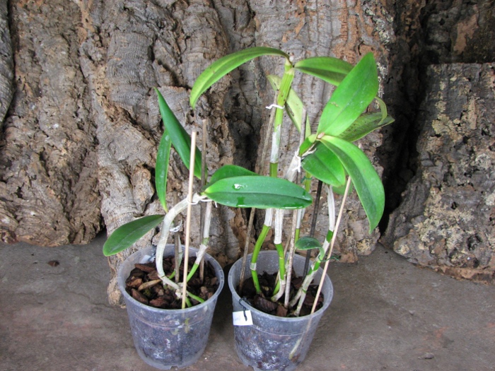 Cattleya Taiwan Green Emerald.JPG