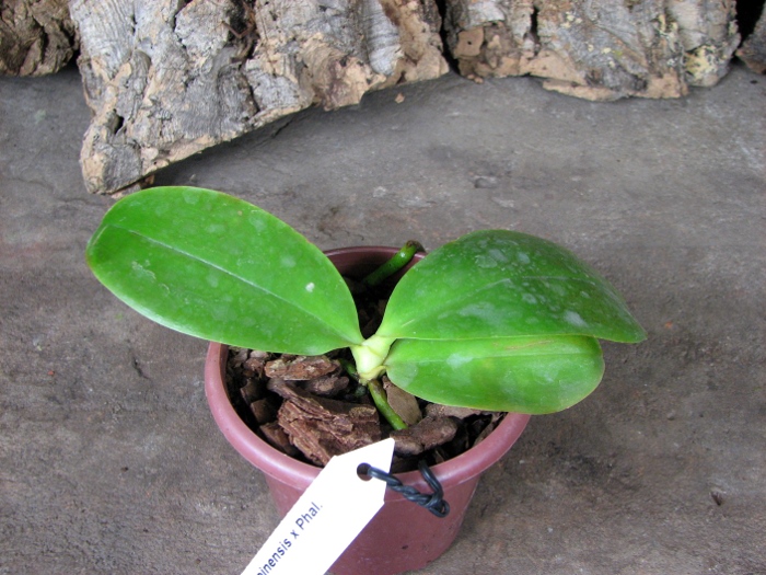 Phalaenopsis amboinensis x Phalaenopsis Penang Girl.JPG