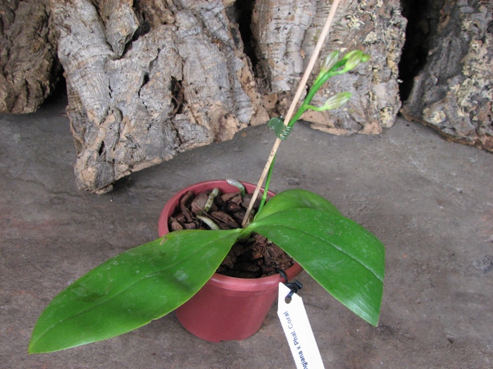 Phalaenopsis corningiana x Phalaenopsis Coral Isles.JPG