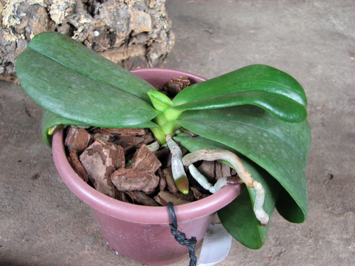 Phalaenopsis Auspice Knight 'Malayan'.JPG