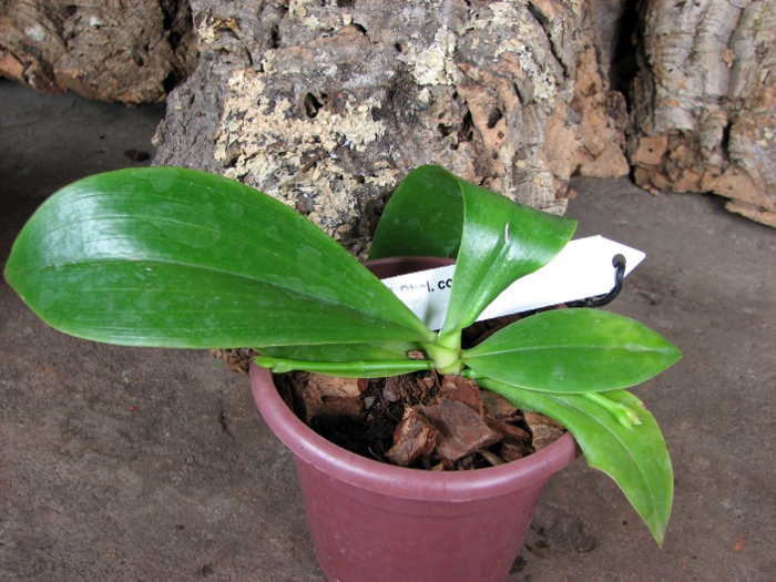 Phalaenopsis corningiana.JPG