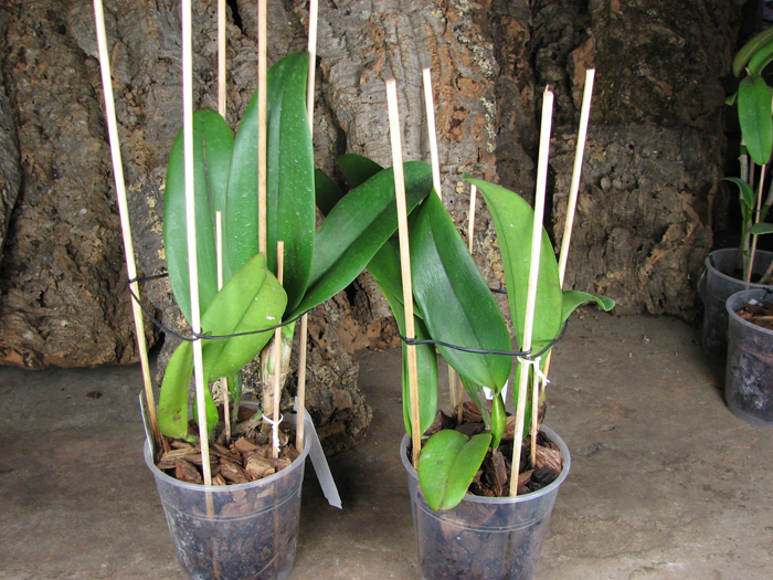 Brassolaeliocattleya Chia Lin 'New City' (Oconee x Maitland).jpg