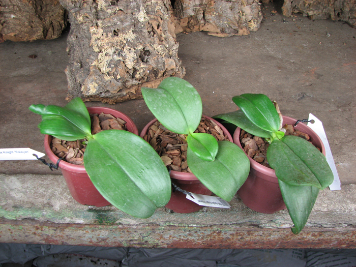 Phalaenopsis Auspice Knight 'Malayan'.jpg