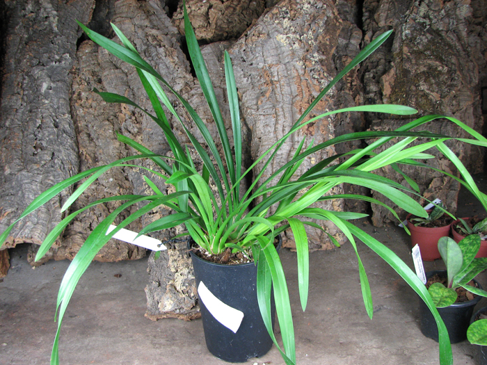 Cymbidium Sarah Jean 'Ice Cascade'.JPG