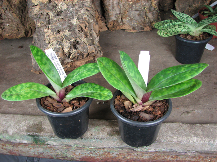 Paphiopedilum Hsinying Macasar x Hsinying Web.jpg
