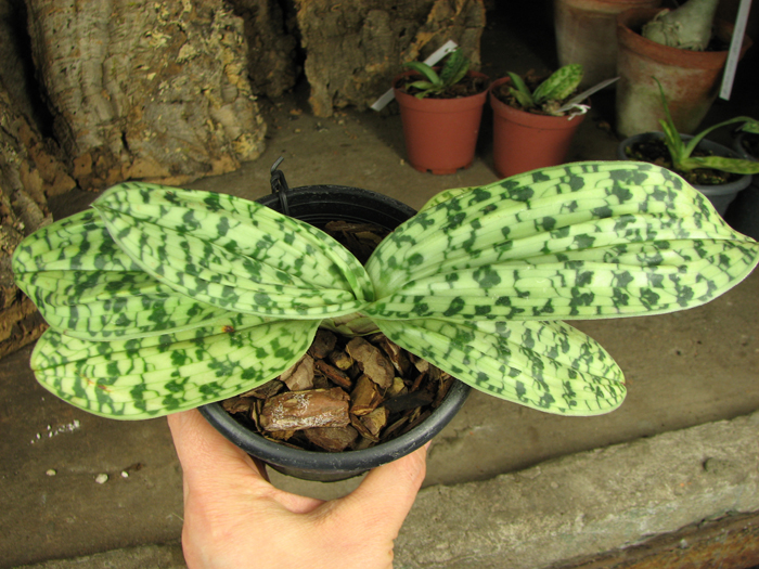 Paphiopedilum curtisii x Shin-Yi Heart.jpg