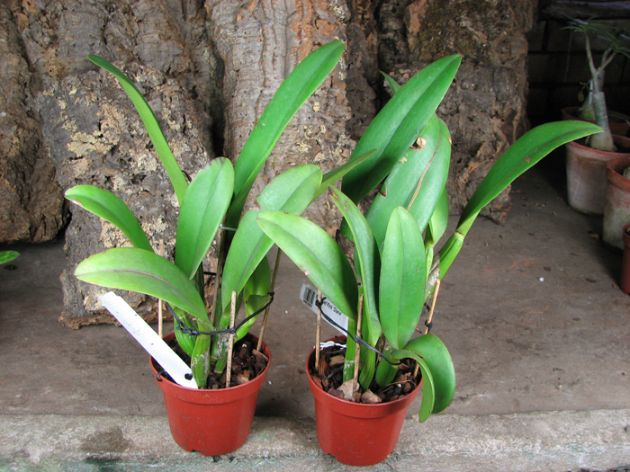 Brassocattleya Chief Pink 'Diana'.jpg
