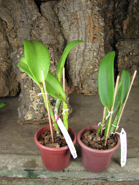 Brassocattleya Cynthia (Brassavola digbyana x Cattleya walkeriana).jpg