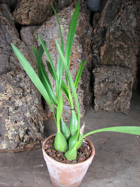 Encyclia adenocaula.jpg