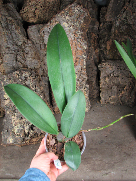 Psychopsis Mariposa 'Green Valley'.jpg