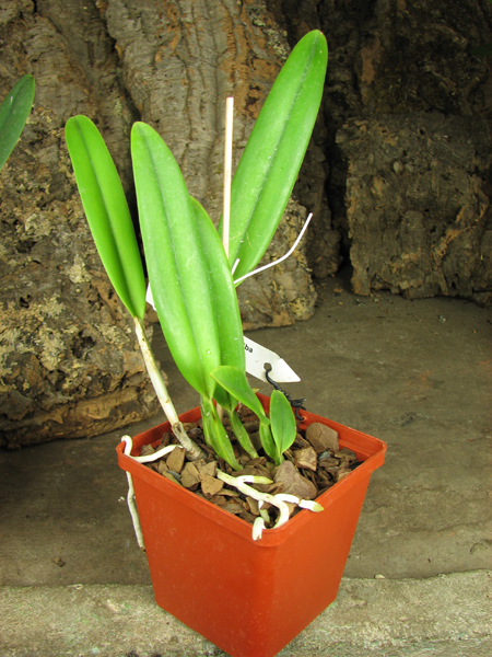Cattleya percivaliana semi alba 'Altamira' (11-6) x SELF.jpg