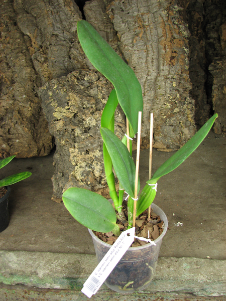 Cattleya warneri semi alba 'Pedra Azul' x Cattleya warneri semi alba 'Nr 1'.jpg