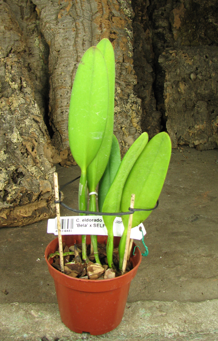 Cattleya eldorado concolor punctata 'Bela' x SELF.jpg