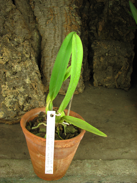 Cattleya mossiae semi alba 'Aurora' x mossiae semi alba reneckiana 'Alayon'.jpg