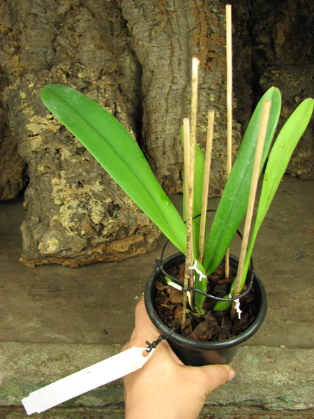 Cattleya mossiae sa 'Young's Variety' x Cattleya mossiae sa 'Blanca'.jpg