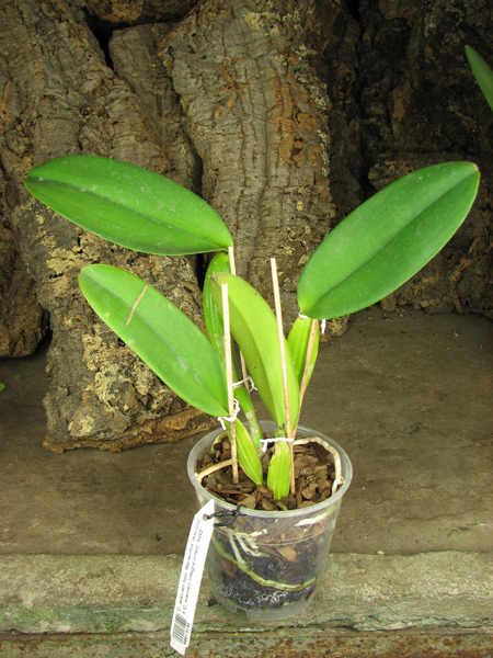 Cattleya warneri tipo 'Maravilha' (escura) x Cattleya warneri integra-orlata 'AWZ'.jpg