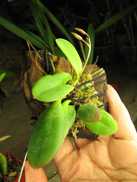 Meiracyllum trinasutum.jpg