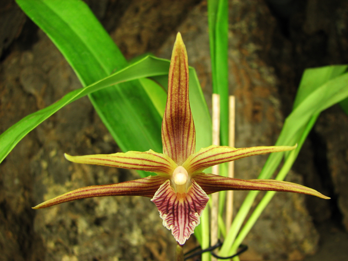 Maxillaria Sangai (Maxillaria Pulla x Maxillaria Striata).jpg