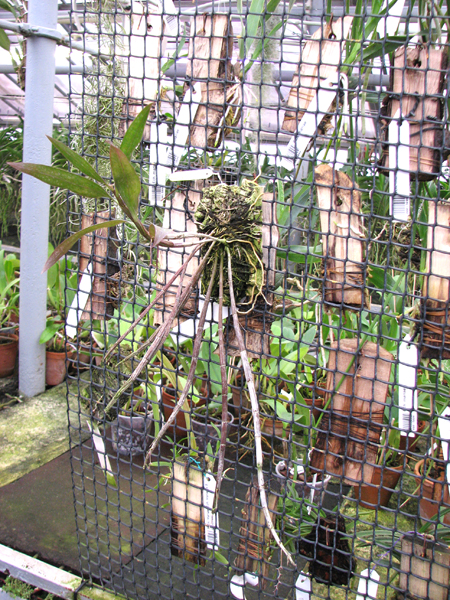 Dendrobium cerinum fma album.jpg