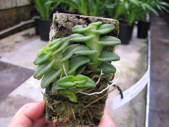 Epidendrum Gonzalez Tamayoi.jpg
