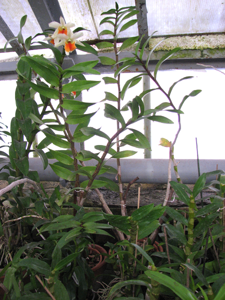 Dendrobium pulchellum.jpg