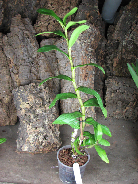 Dendrobium Dawn Marie.jpg