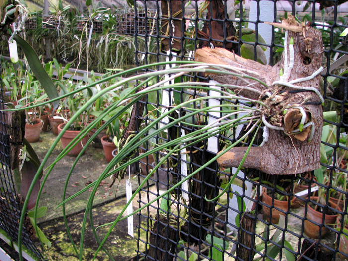 Brassavola cucullata.jpg