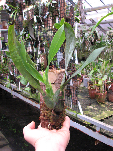 Prosthechea vitellina.jpg
