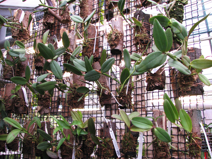 Cattleya schilleriana.jpg