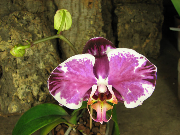 Doritaenopsis Ruey Lih Queen 'ORCHIS'.jpg