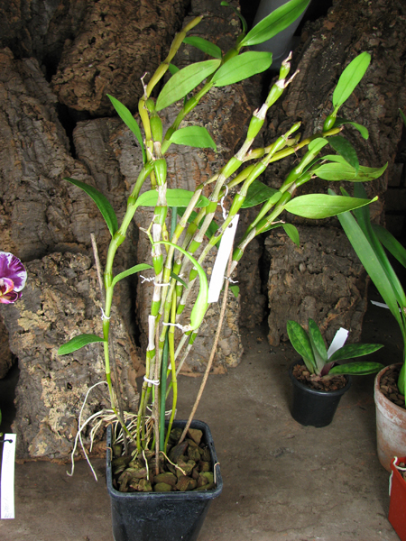 Dendrobium Cybelle.jpg