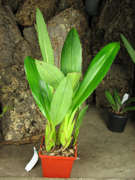 Maxillaria sanderiana.jpg