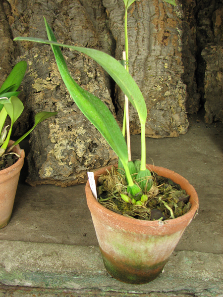 Maxillaria desvauxiana.jpg