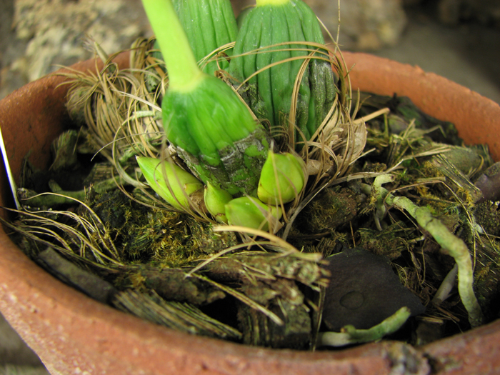 Maxillaria desvauxiana.jpg