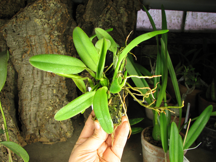 Laelia alaori suave 'Binot' x Cattleya luteola 'Big Star'.jpg