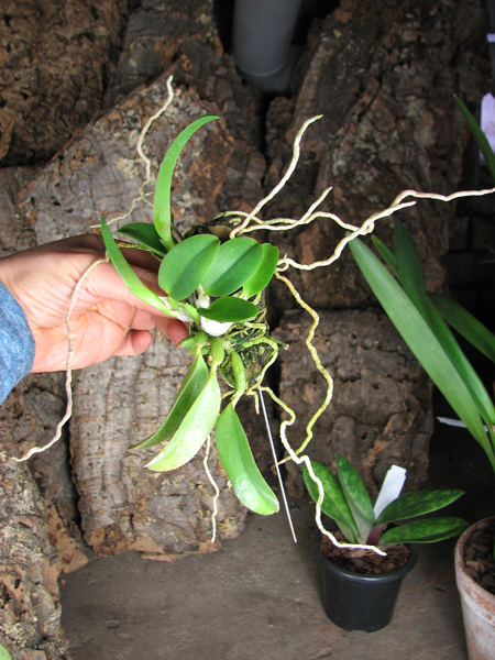 Laelia alaori escura x self.jpg