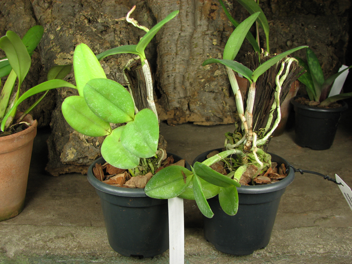 Cattleya intermedia orlata marginata coerulea 'AWZ' x Cattleya intermedia coerulea aquini flamea 'AWZ'.jpg