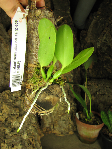 Laelia alaori semi alba orlata (Z-606 x SELF).jpg