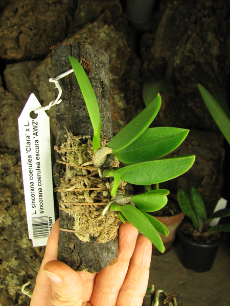 Laelia sincorana coerulea (сlara) x Laelia sincorana coerulea escura 'AWZ'.jpg