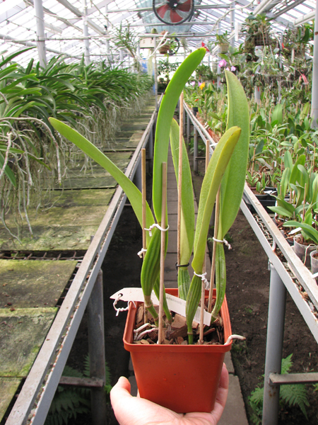 Cattleya dowiana x SELF.jpg