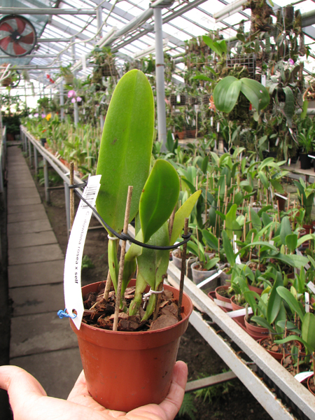 Cattleya dowiana rosea x self.jpg
