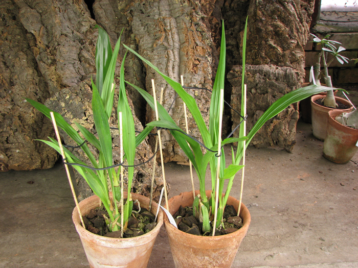 Zygopetalum 'Rhein Blue Angel'.jpg