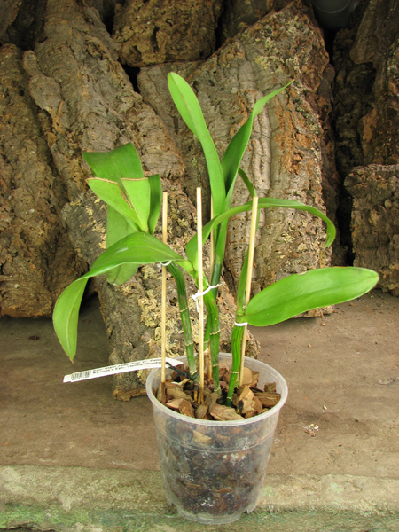 Epicattleya Siam Jade 'Avo'.jpg