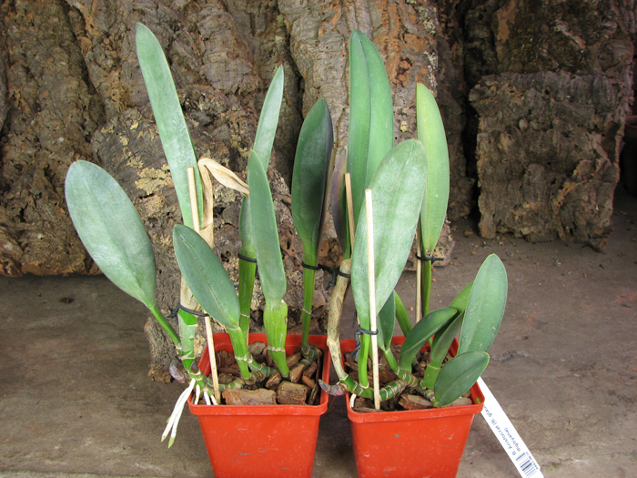 Brassavola Aristocrat (Brassavola glauca x digbyana).jpg