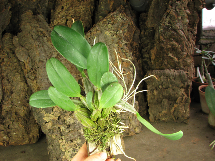 Dendrobium aggregatum.jpg