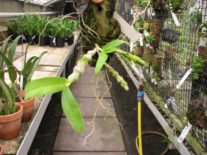 Dendrobium pendulum.jpg