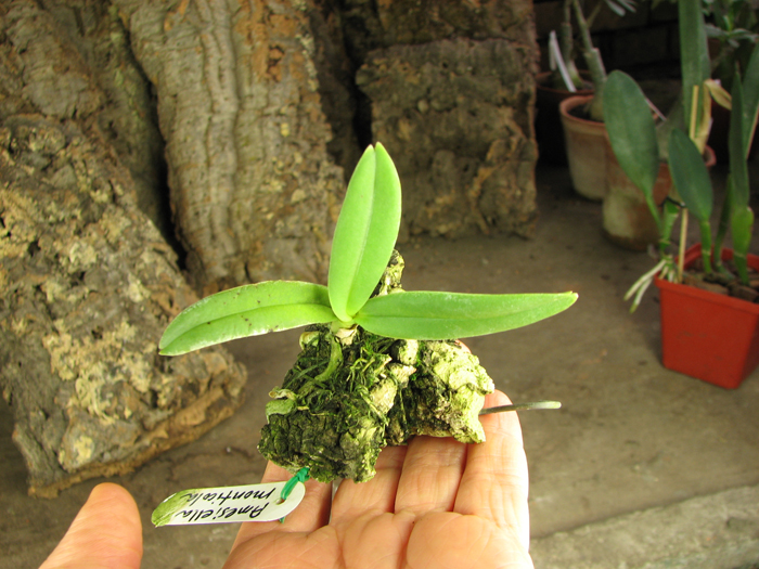 Amesiella monticola.jpg