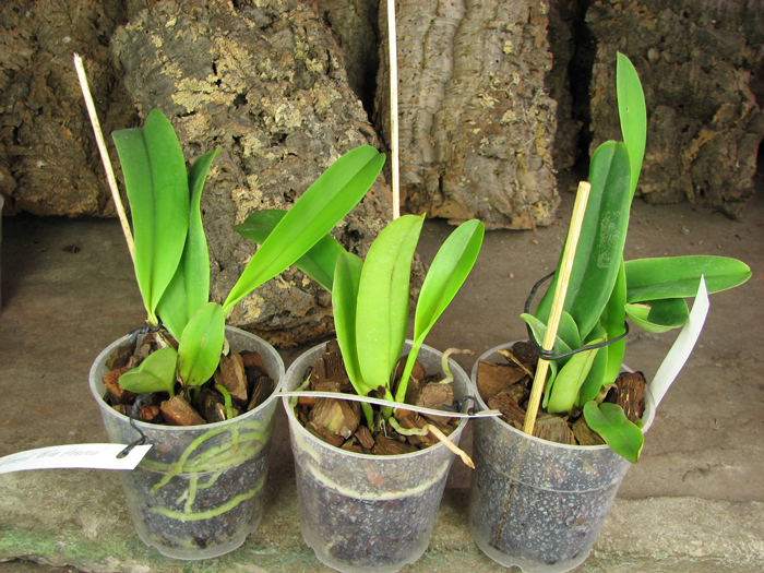 Laeliocattleya Dinard 'Blue Heaven'.jpg